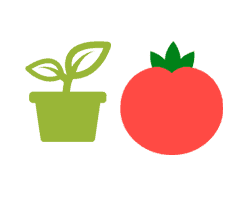 aktion: Tomatensaatgut selber machen